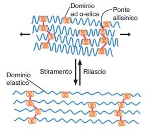 L elastina può essere stirata di parecchie volte rispetto alla sua lunghezza normale