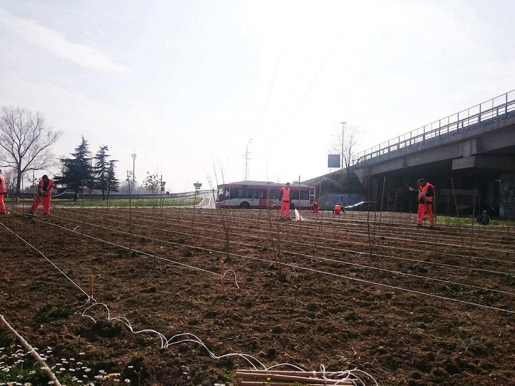 a) Un albero per ogni nuovo nato Il Comune di Piacenza, in relazione alla piantumazione annuale di un esemplare arboreo per ogni nuovo nato e minore adottato, come previsto dalla legge 10/2013,