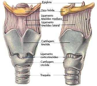 LARINGE E sostenuta dall osso ioide e