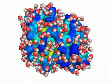 Effetti di solvatazione (Termine Entropico + Entalpico) La ricognizione molecolare tra due molecole avviene in ambiente acquoso Le molecole di acqua mediano l interazione attraverso ponti idrogeno