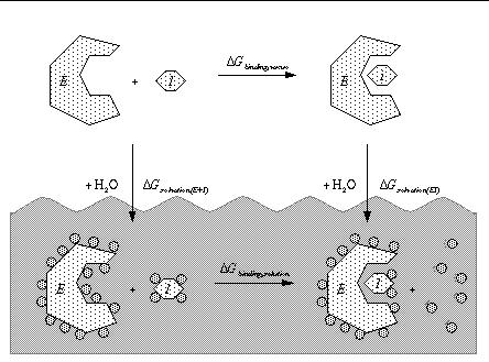 Il fattore entropico nel binding ΔGbinding,solution = ΔGbinding,vacuo + ΔGsolvation(EI) - ΔGsolvation(E+I) La stabilità di un complesso può essere valutata determinando la costante di equilibrio, che