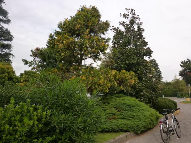 Il cammino inizia a Nord, dal vialetto ciclopedonale e subito dopo il parterre di viale Resegone che porta al parcheggio di fronte al numero civico 5 (Foto1) Foto 1