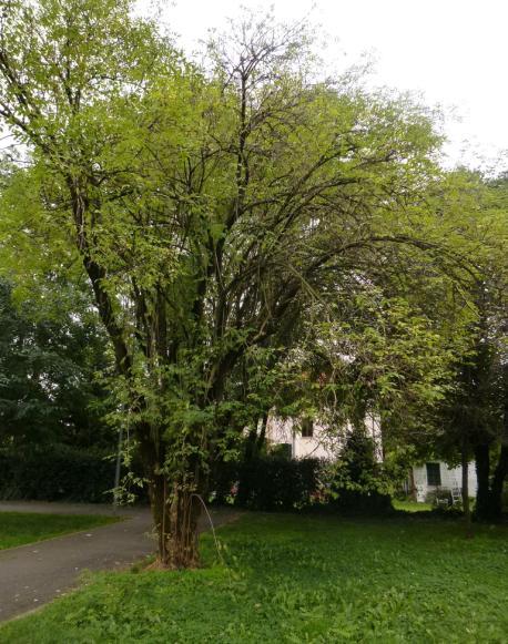 Poi, in successione, un Platano, un Bagolaro (Celtis australis), un Platano, un Carpino, due Bagolari, un Pruno, una Farnia, due Ippocastani