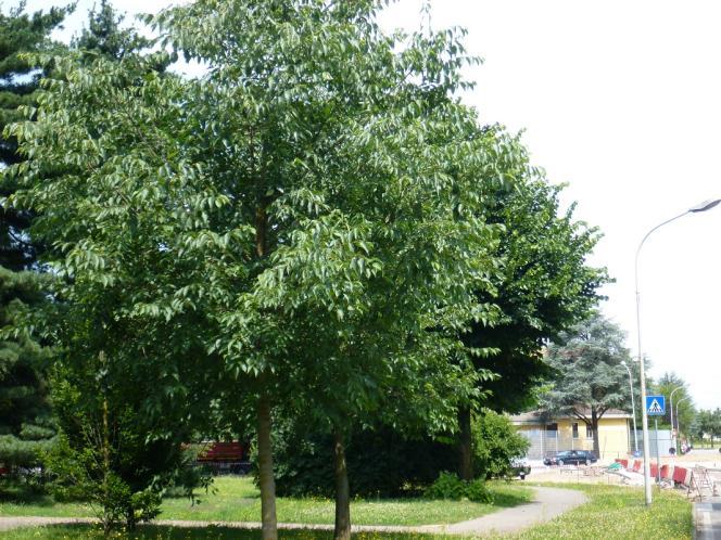 Liquidambar, un Liriodendron e di nuovo sei Pini neri d Austria (Foto 9).