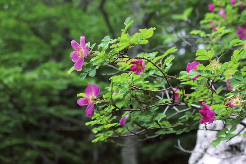 Una rosa selvatica (Rosa pendulina) cresciuta su una roccia in faggeta grazie ad un'apertura nella volta arborea.