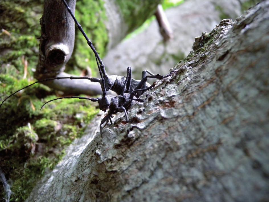 La presenza di questi coleotteri saproxilici (Morimus asper) è resa possibile dagli alberi morti o senescenti.