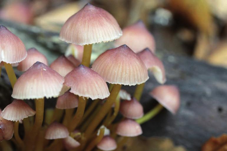 Un fungo associato a legno in decomposizione (Mycena renati).