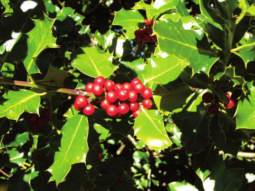 L'agrifoglio (Ilex aquifolium) come il tasso produce frutti carnosi che sono dispersi principalmente da uccelli.