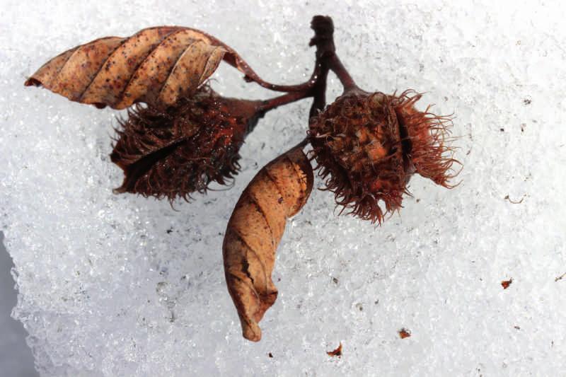 I frutti del faggio, le faggiole, caduti sulla neve.