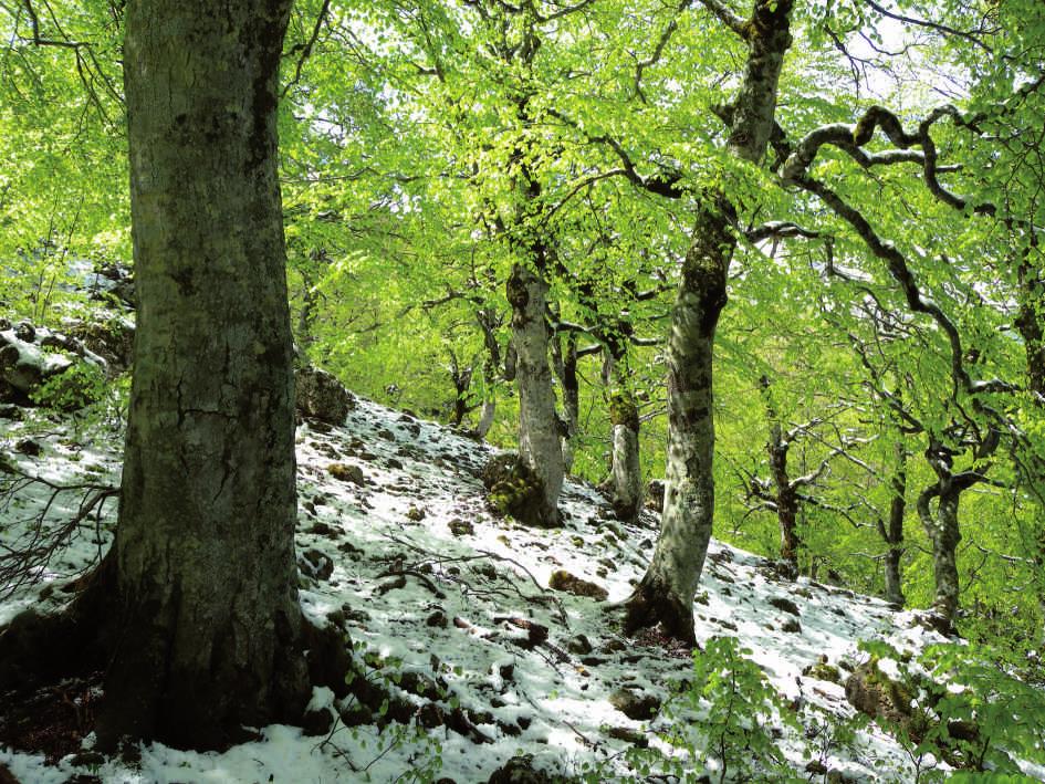 La faggeta in inverno.