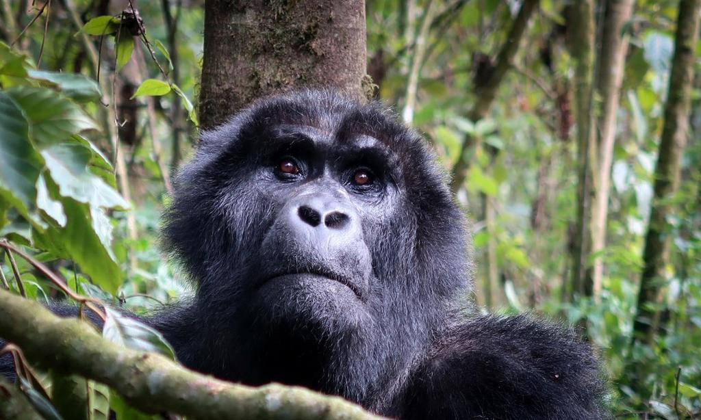 Uganda, la terra dei Gorilla DAL 22 GENNAIO AL 02