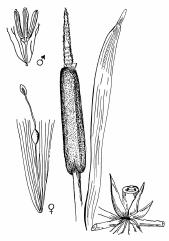 Typha