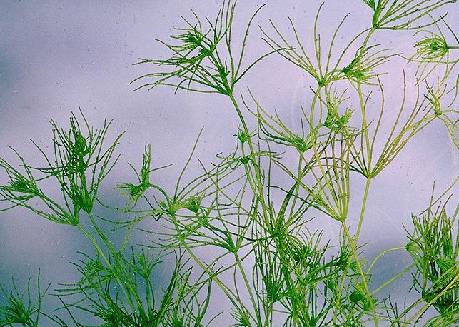 Le alghe verdi appartenenti al al gruppo delle Characeae (alghe a candelabro) non sono da da inserire