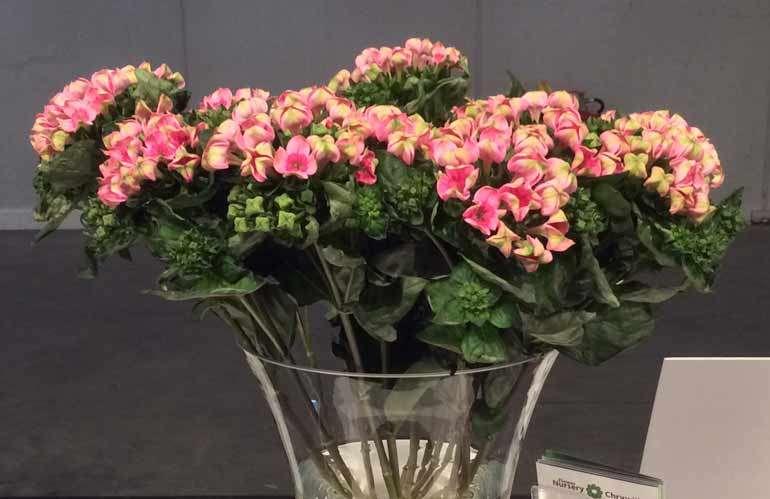 A vincere la categoria B, Nuove varietà di fiori recisi, è stato Bouvardia Crazy Pink di Chrywijk, per gli steli lunghi circa 70 cm con molti fiori e il
