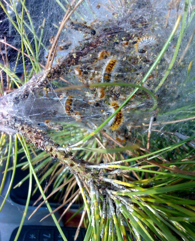 Prede e predatori nella Comunità montana dell Oltrepò Pavese La processionaria è un lepidottero che allo stato larvale si nutre delle foglie del pino causando anche ingenti defogliazioni; ma il