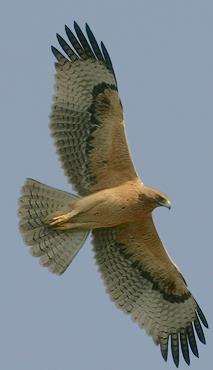 Aquile Aquila di Bonelli Aquila fasciata Distribuzione: rara, localizzata nell area