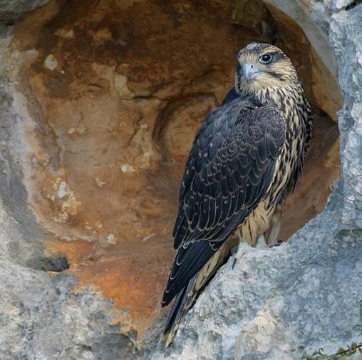 Habitat: Ambiente pseudosteppico, Nidifica in pareti rocciose, spesso di