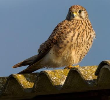 Piccoli Falchi Falconidae Gheppio Falco tinnunculus