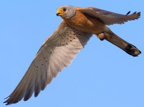 Piccoli Falchi Falconidae Grillaio Falco naumanni