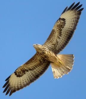 Poiana Buteo buteo Distribuzione: omogenea su