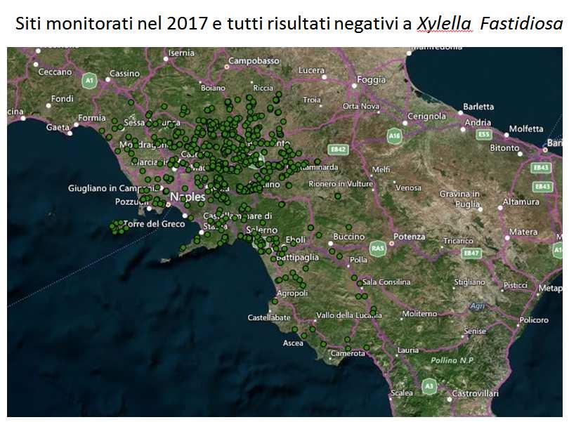 3. Il Piano di emergenza per la gestione di Xylella fastidiosa (Contingency Plan) in Campania 3.1 