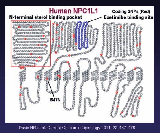 66 SINTESI E ASSORbIMENTO DEL colesterolo: UN bilancio FISIOLOGIcAMENTE RILEVANTE ALbERTO corsini Università degli Studi di Milano I processi di sintesi e assorbimento del colesterolo sono