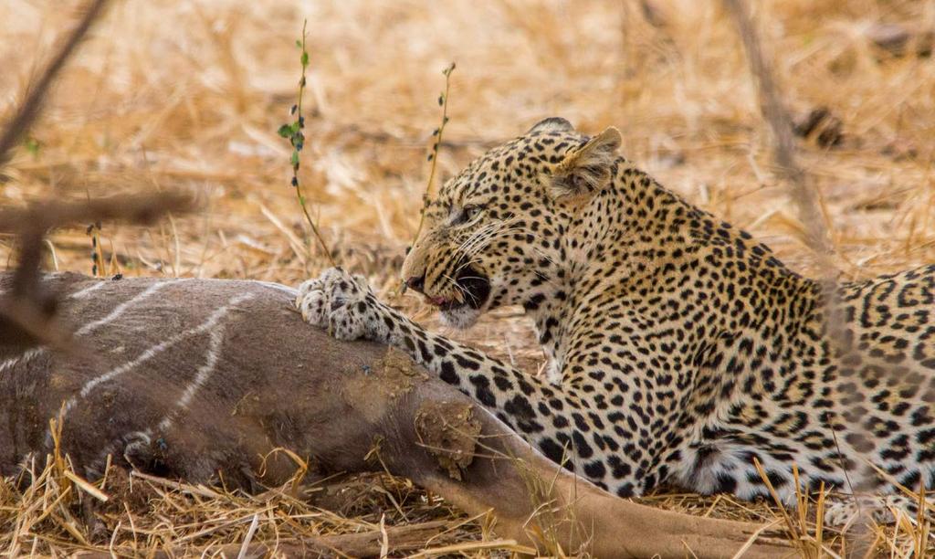 Programma Quarto giorno LA RISERVA SAMBURU La Riserva di Samburu si trova nella provincia della Rift Valley a circa 350 km da Nairobi a 90 km a nord del Monte Kenya e copre un area di circa 165 kmq