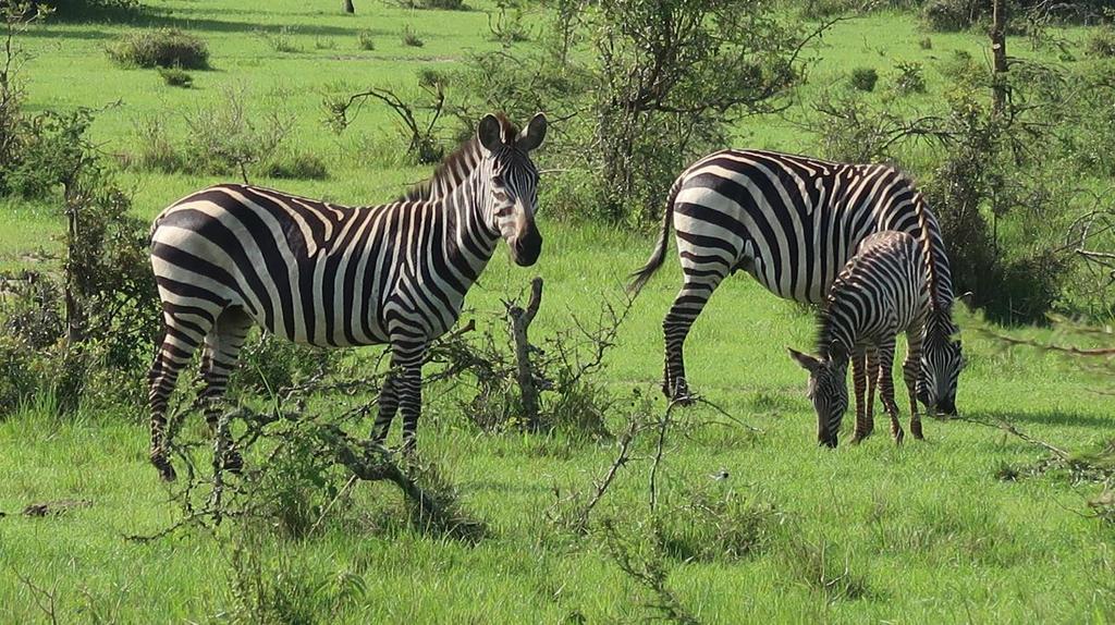 Preparatevi ad un Viaggio alla scoperta di un Africa intensa e selvaggia.