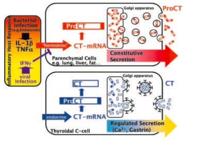 PROCALCITONINA - PCT Sequenza di 116 aminoacidi, proormone della calcitonina Fisiologicamente la calcitonina è prodotta dalle cell C della tiroide dalla procalcitonina per proteolisi Sepsi: macrofagi