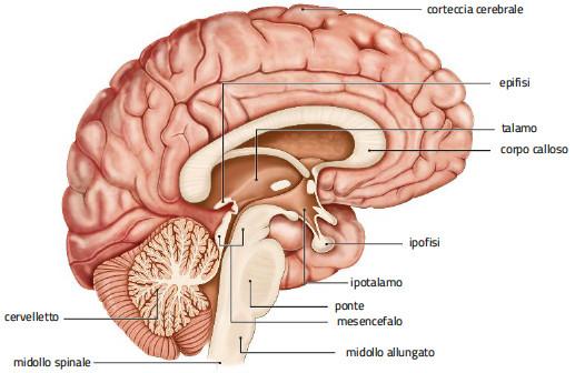 8. L encefalo /1 L encefalo comprende quattro regioni (cervello, diencefalo, cervelletto e tronco cerebrale), ciascuna dedicata a funzioni specifiche.
