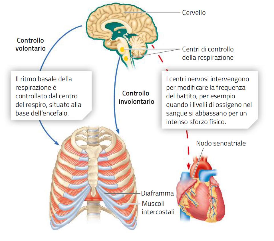 8. L encefalo /2 Il midollo allungato è il raccordo tra encefalo e midollo spinale.