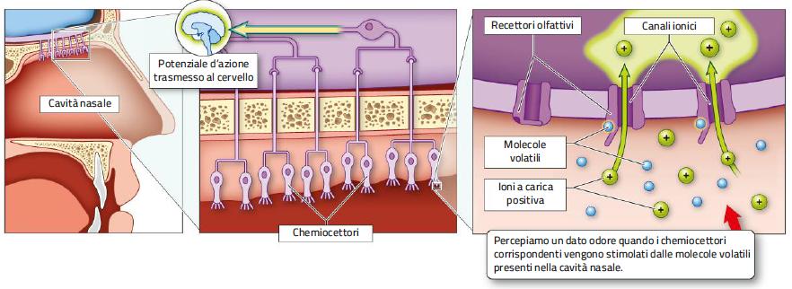 13. L olfatto Le cellule olfattive della cavità nasale sono gli unici neuroni del corpo umano a contatto