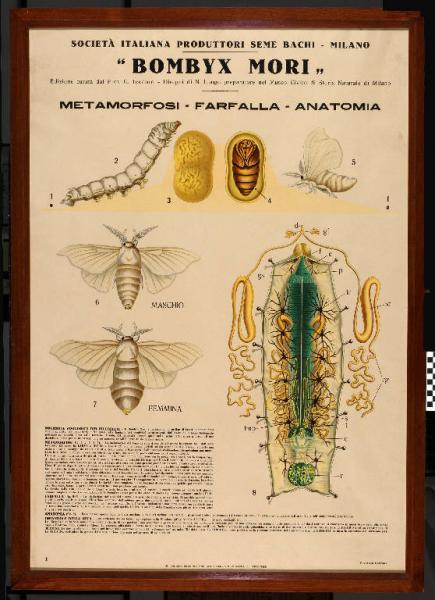Metamorfosi, farfalla, anatomia Longo, N.; Teodoro, G. Link risorsa: http://www.lombardiabeniculturali.