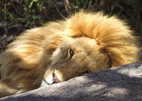 7 GIORNO: SERENGETI NATIONAL PARK Sveglia all alba e partenza per un altro safari fotografico nel Serengeti National Park. Arrivo per pranzo al campo tendato.