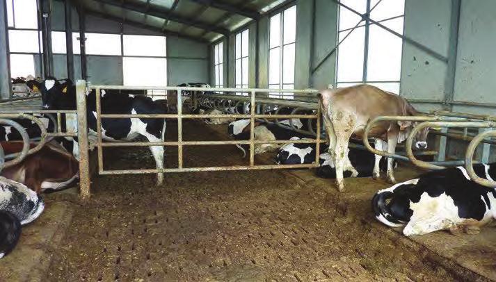 comprensorio del Parmigiano Reggiano», il cui scopo consiste nell ottimizzare l ef- e la competitività d impresa negli allevamenti bovini da latte dell area del Parmigiano Reggiano.