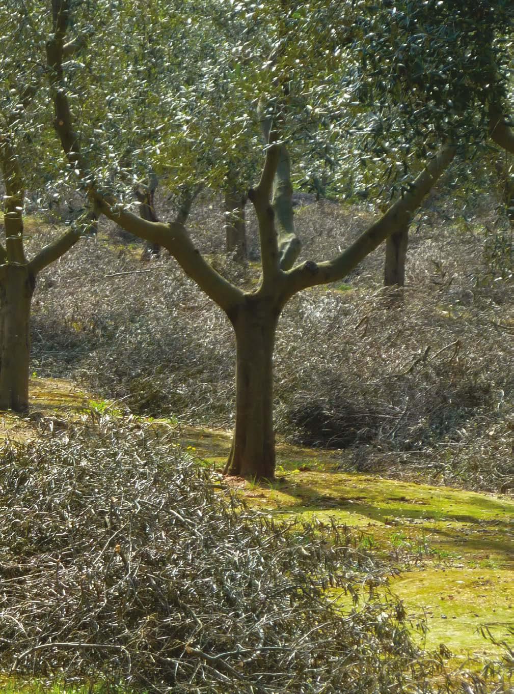 Valori indicativi del costo di produzione di cippato da sarmenti, in funzione della logistica di raccolta e trasformazione Trinciaraccoglitrice e stoccaggio triturato /t Cont.