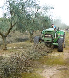 Costi di raccolta I costi di produzione del cippato da potature variano ampiamente in funzione del tipo di cantiere di raccolta e delle macchine impiegate.