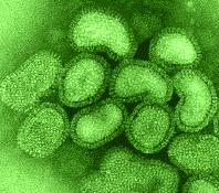 H1N1v Marzo 2009: i fatti Viene descritto un nuovo sottotipo virale A/H1N1 che si diffonde da uomo a uomo Il sequenziamento dei primi isolati rivela che