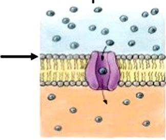 TRASPORTO PASSIVO Trasporto passivo semplice o diffusione: coinvolge molecole piccole (per lo più gas respiratori CO2, O2)