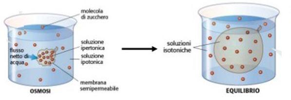 attraversano la membrana passando attraverso canali proteici Osmosi: consiste nel passaggio di acqua attraverso la membrana;