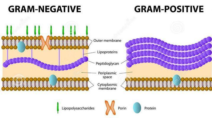 Sulla membrana plasmatica vi è uno strato sottile di peptidoglicano e al di sopra vi è una membrana esterna che