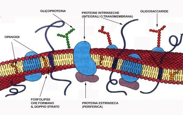 Membrana plasmatica dei Procarioti *Doppio strato fosfolipidico Modello a mosaico fluido *Proteine incastonate nel doppio strato lipidico, come tessere di un mosaico (simili a nocciole nel torrone).