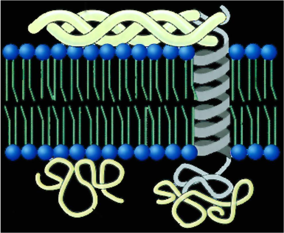 Proteine di membrana Proteine Estrinseche (periferiche) Non sono incluse nel doppio