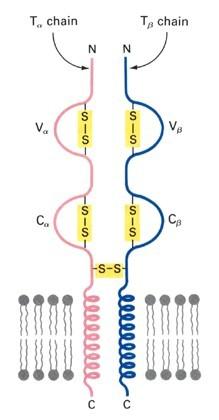 STRUTTURA E RUOLO DEL TCR E un eterodimero formato dalle catene alfa e beta legate