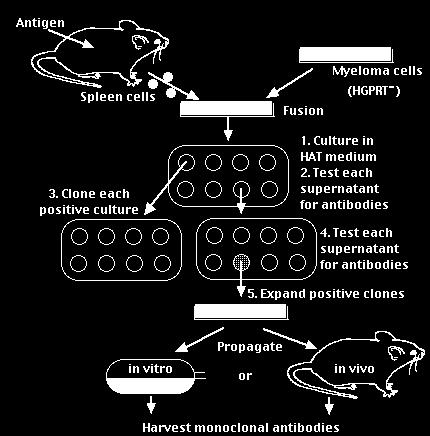 ORTHOCLONE OKT3 (Muromonab-CD3) (1) http://www.