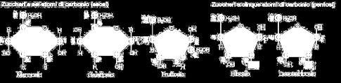» In soluzione acquosa i monosaccaridi tendono a formare strutture chiuse ad anello perché il gruppo OH del penultimo carbonio