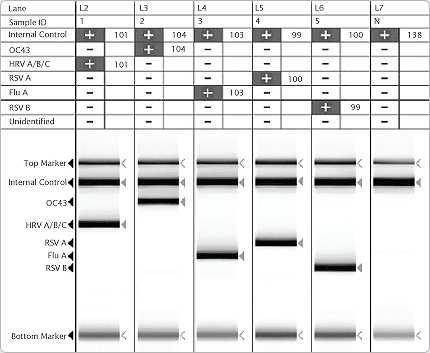 229E/NL63 Dual Priming Oligonucleotide technology (Seegene)