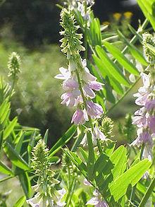 BIGUANIDI METFORMINA Galega officinalis INDICAZIONI: farmaco di prima scelta nel trattamento del DM2 in pazienti sovrappeso MECCANISMO D`AZIONE: legame al complesso I dei mitocondri con alterazione