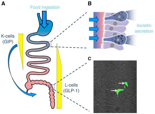 Incretine DPP-IV GIP PEPTIDE INSULINOTROPICO GLUCOSIO-DIPENDENTE ( GIP) secreto dalle cellule K di duodeno e digiuno (42 AA) PEPTIDE-1 GLUCAGONE SIMILE ( GLP-1) secreto