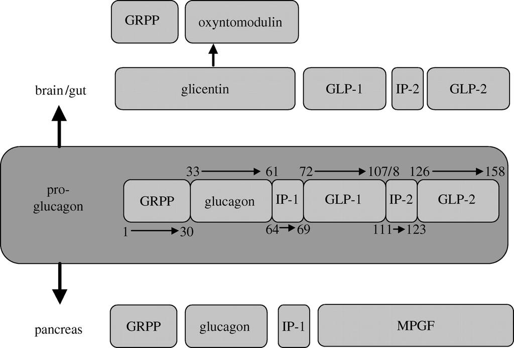 GPL-1: sintesi La sequenza di GPL-1 è contenuta nel pro-glucagone (precursore del glucagone) La trascrizione avviene in modo tessuto-specifico nelle cellule
